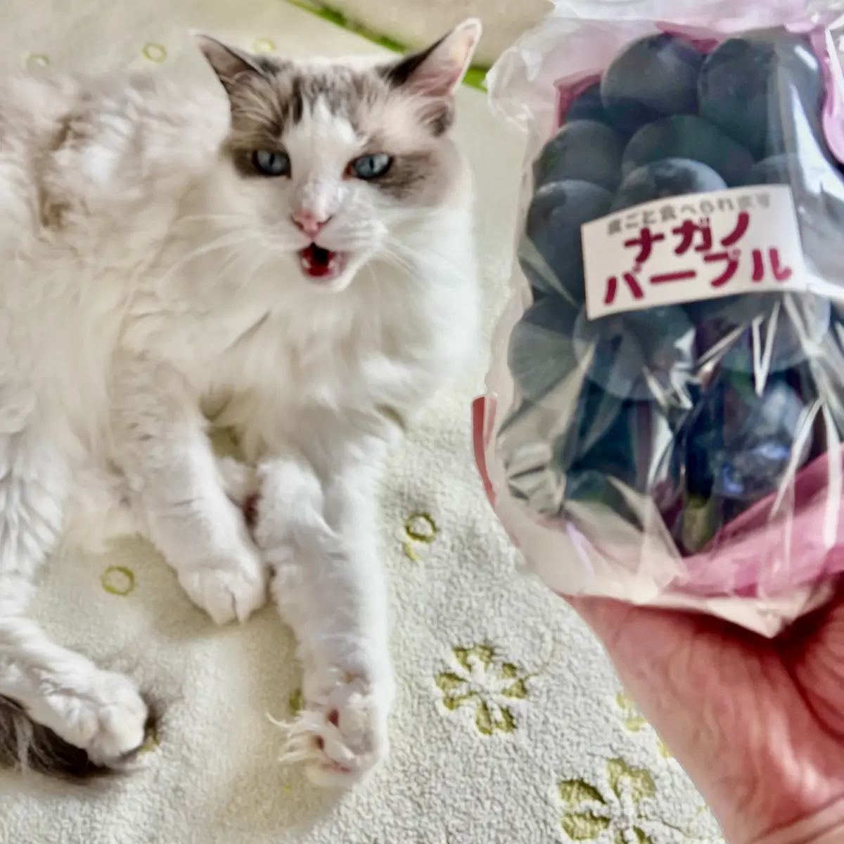 猫（上の子）とナガノパープル