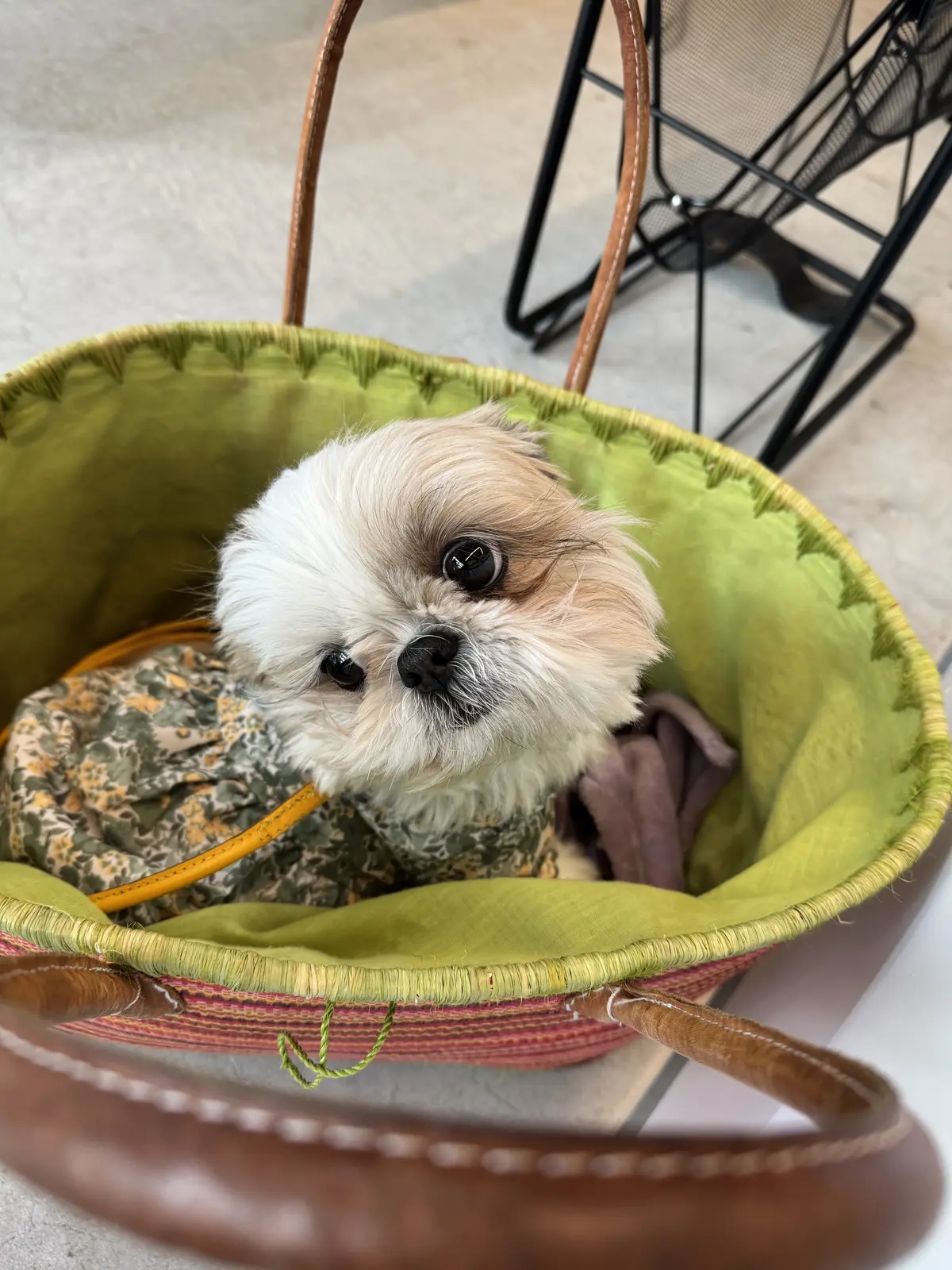 ワンコと一緒に楽しめるギリシャヨーグルトの画像_10