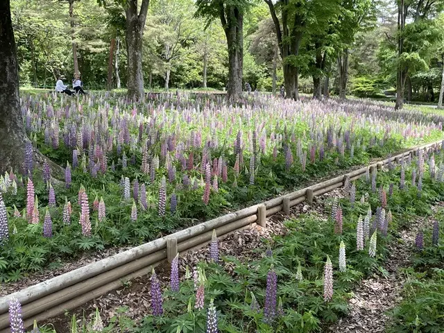 埼玉県森林公園「ルピナス畑」