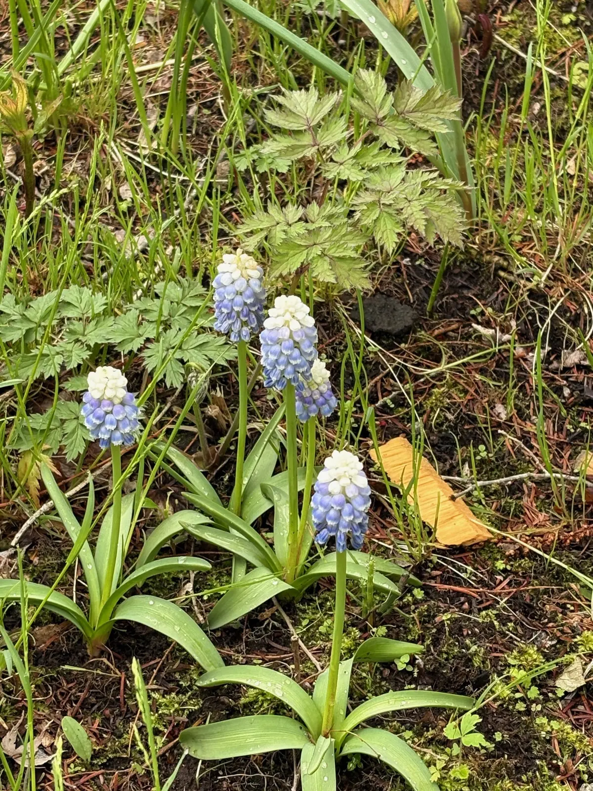 ここは日本？！新緑美しい軽井沢レイクガーの画像_6