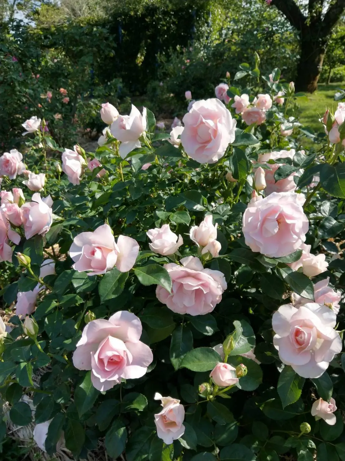 ベストシーズンのばら園。お天気も良くて気持ちいい♪このバラがお気に入りです