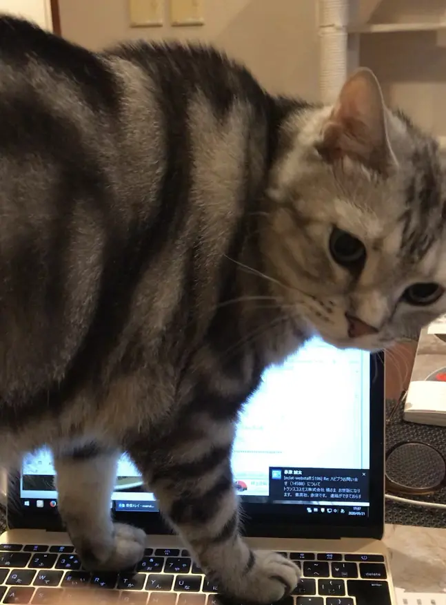 パソコンの上に乗るアラン