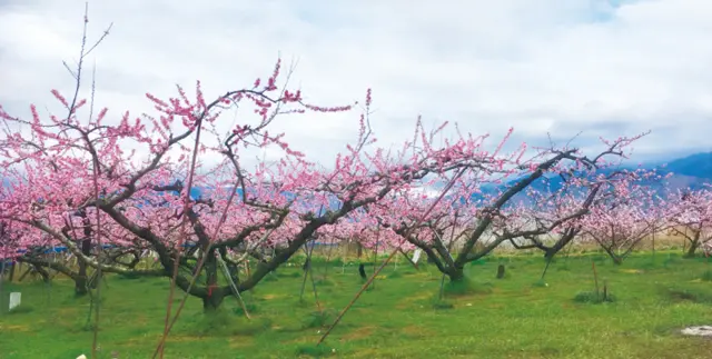 周辺は桃の産地