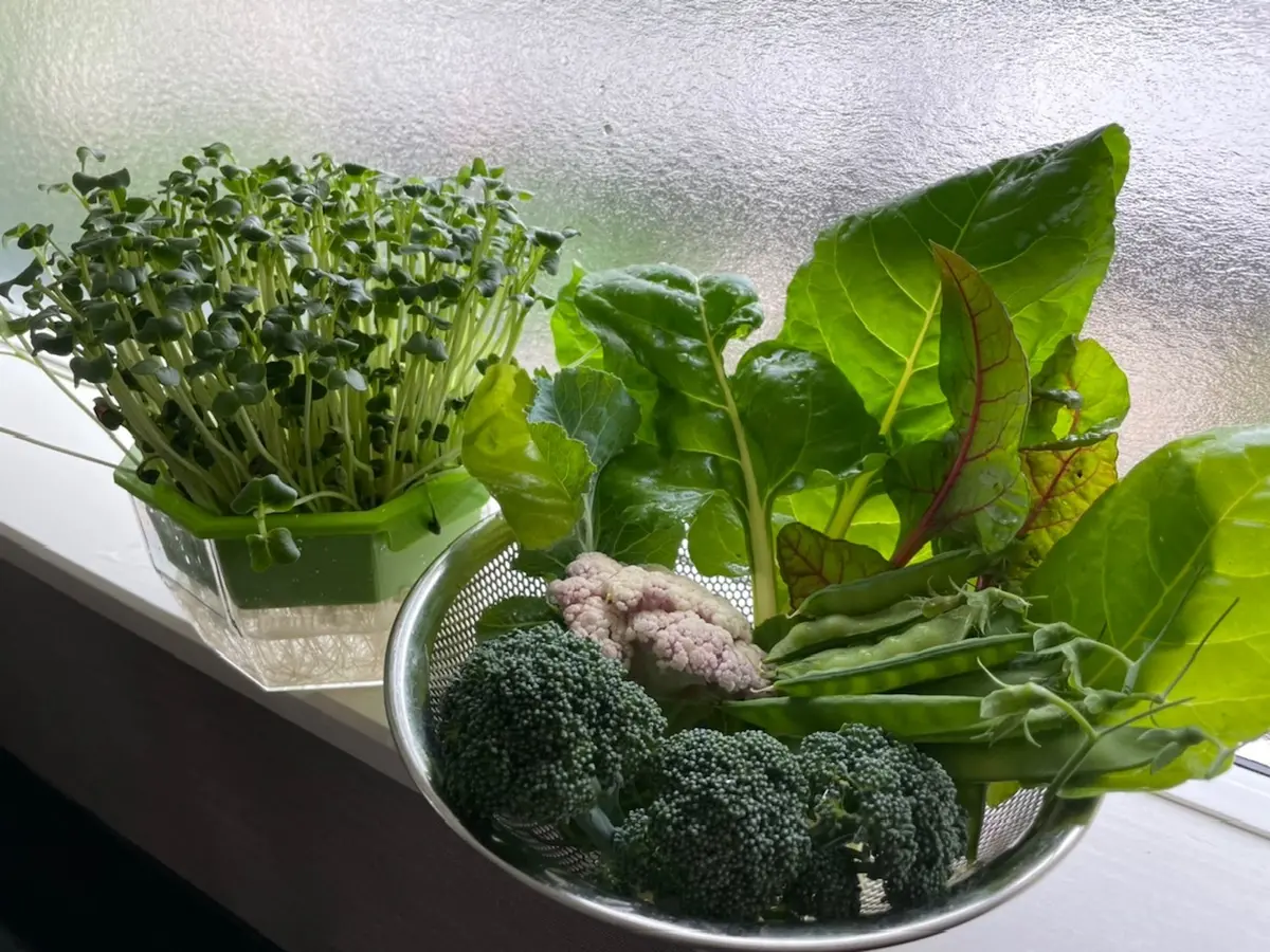 カイワレ大根　収穫した野菜