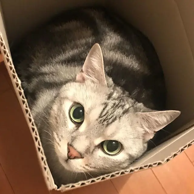 箱入り息子！の画像_1