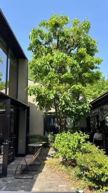 代官山「IVY PLACE」テラス席から