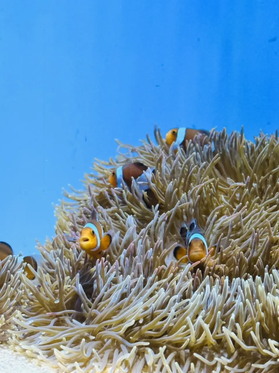 ファインディング・ニモ