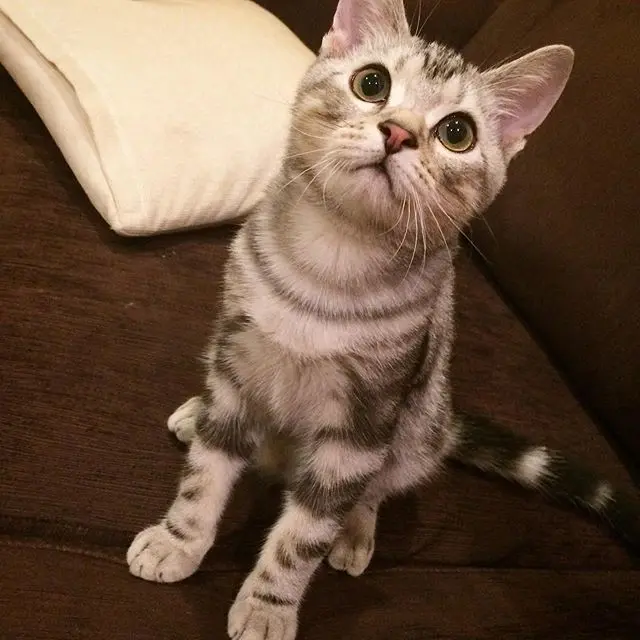 子猫時代のアラン