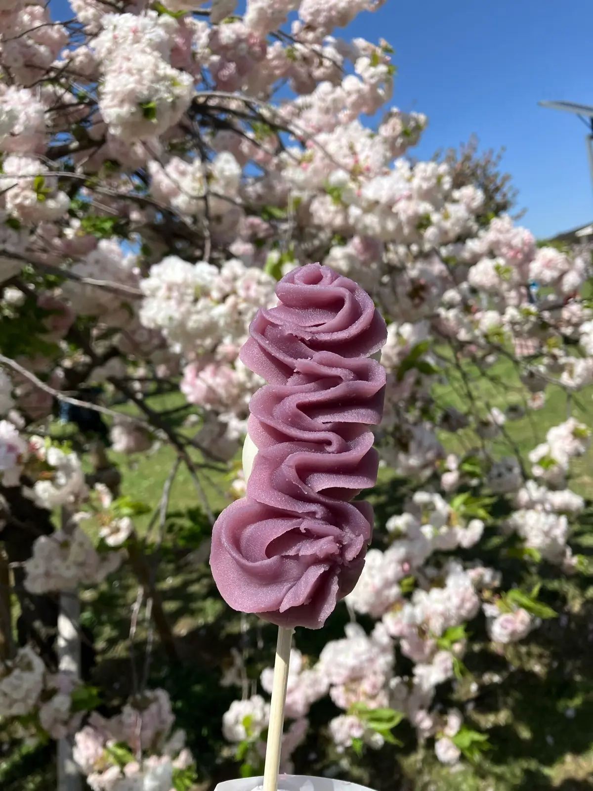 お花見　ネモフィラ　舎人公園　ネモフィラブルー　ネモフィラソフト　お散歩　白スニーカー　GU  ワンピース　都内お散歩　都内のネモフィラ　23区最大のネモフィラ　ブラックワンピース　五分袖ワンピース