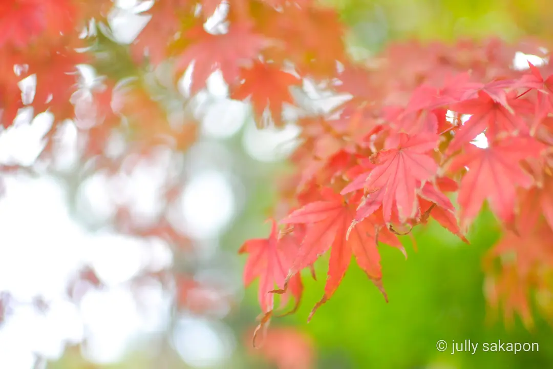 【さかぽんの冒険】フライング紅葉狩り@北の画像_1