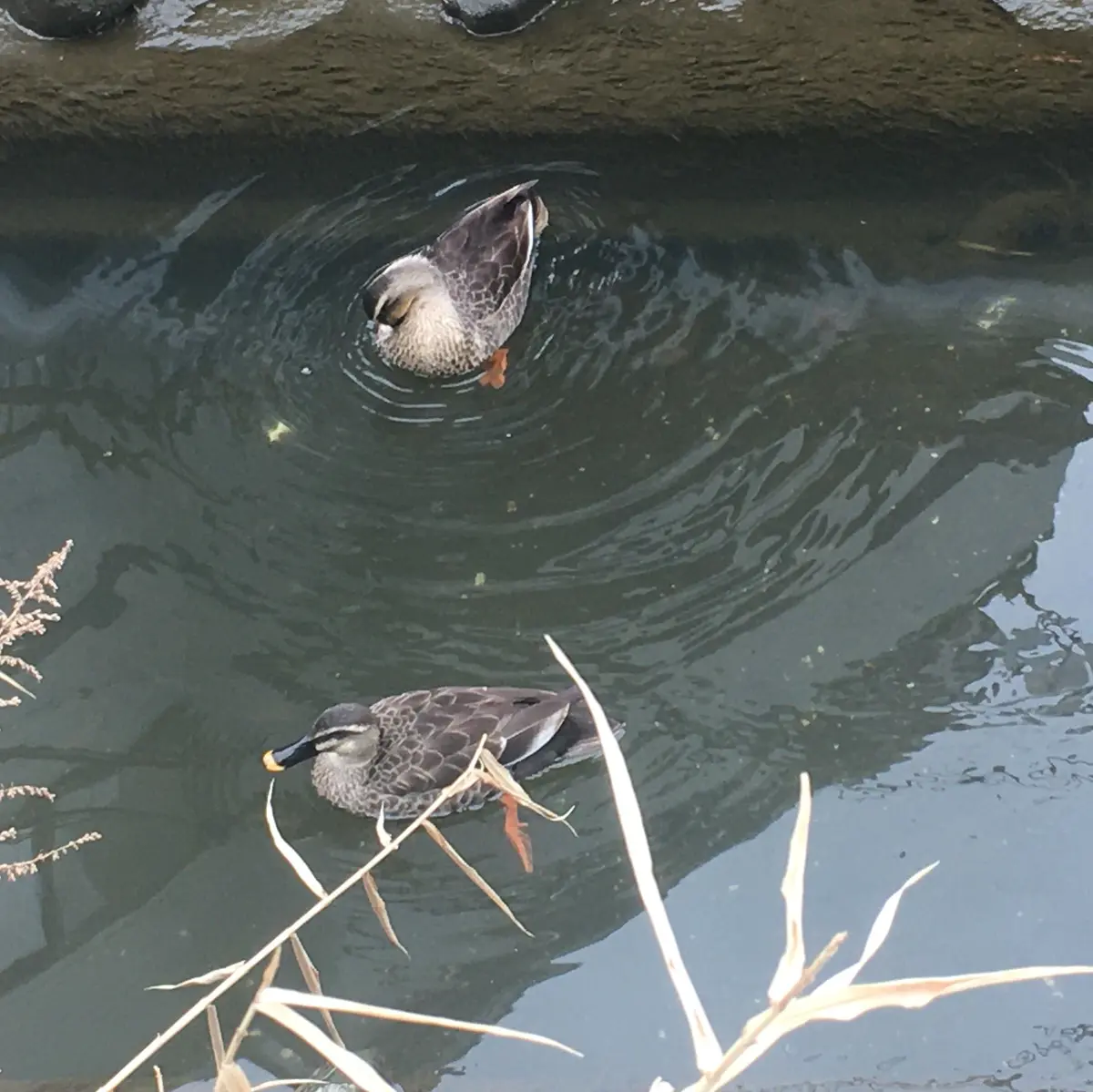 桜の下には2羽のカモ