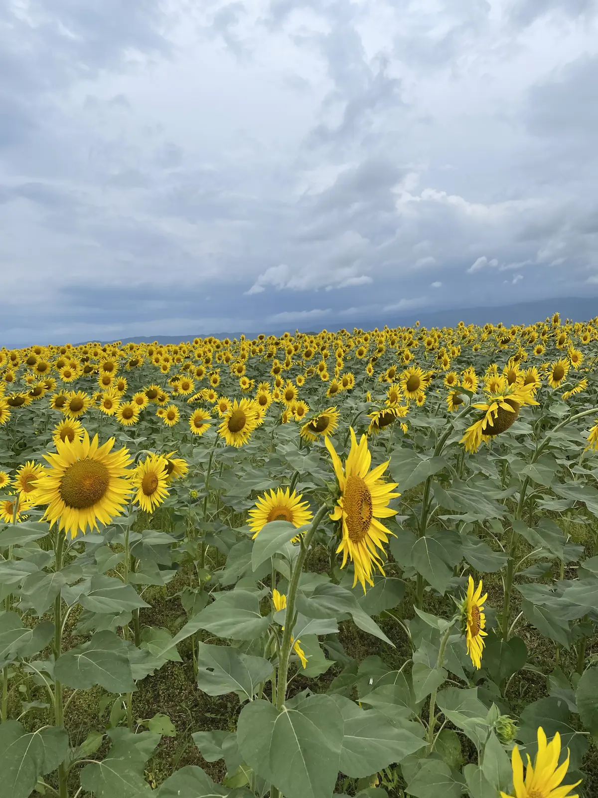 ハマラノーエンさんの生とうもろこしの画像_2
