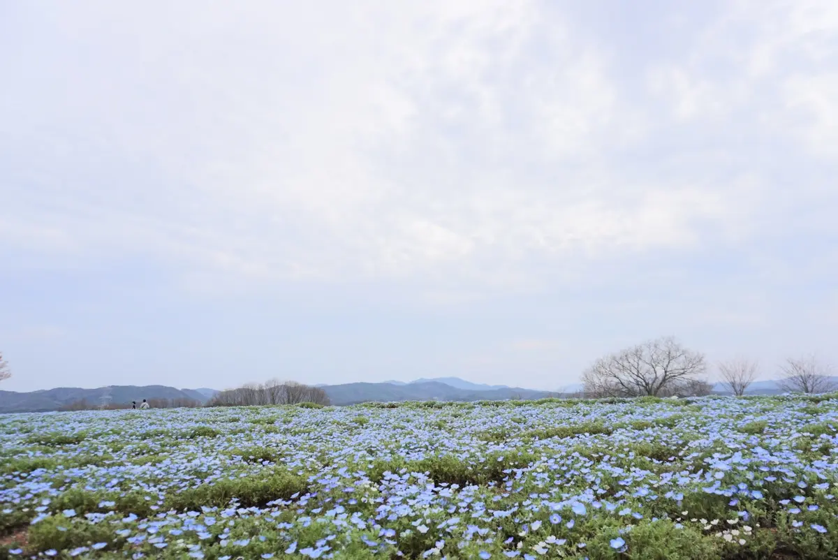 花三昧♡花夢の里☆おへそ☆ワンコとお花見の画像_2