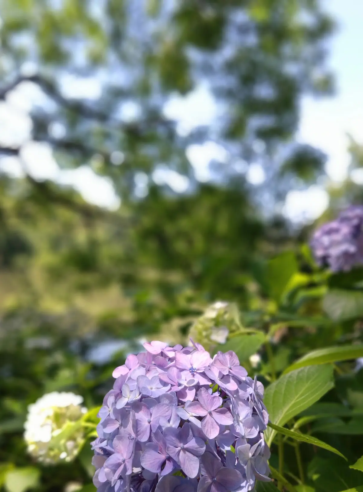 nido、ニド、善福寺公園、善福寺カフェ、カフェ巡り、モーニング、40代ファッション