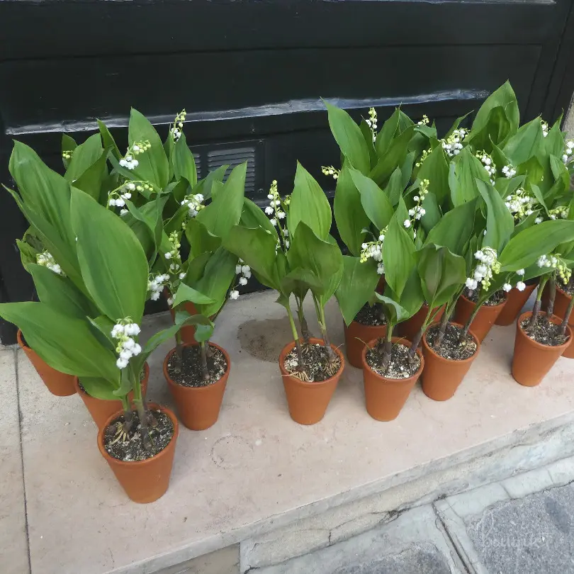 ドイツスズラン