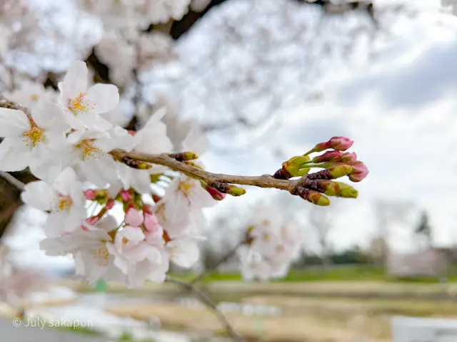 【さかぽんの冒険】前編☆もえぎ色の京都旅の画像_13