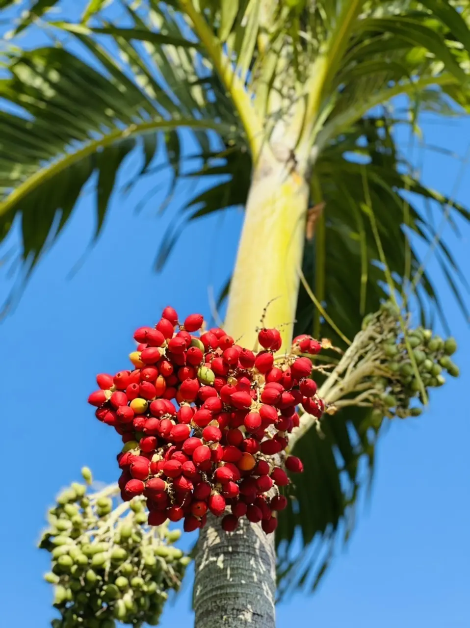 青空に南国の植物