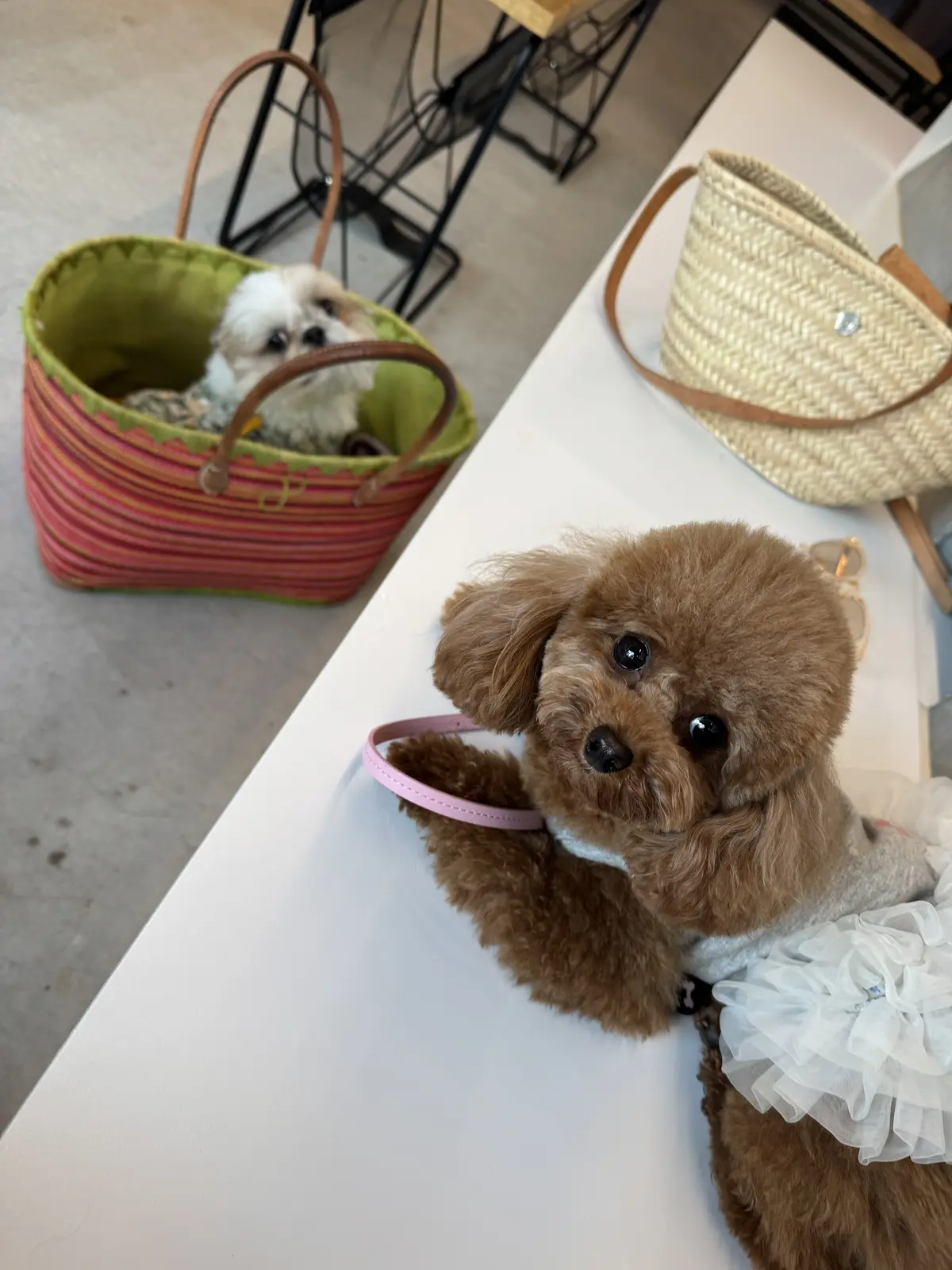 ワンコと一緒に楽しめるギリシャヨーグルトの画像_11