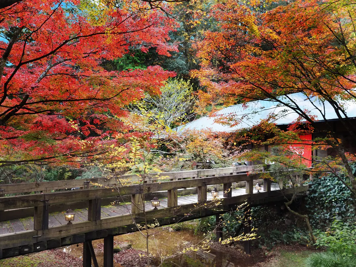 大人な贅沢スイーツと紅葉散策の画像_11