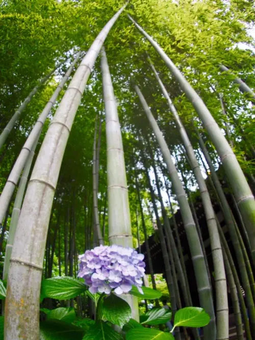 紫陽花を愛でる　その２の画像_1