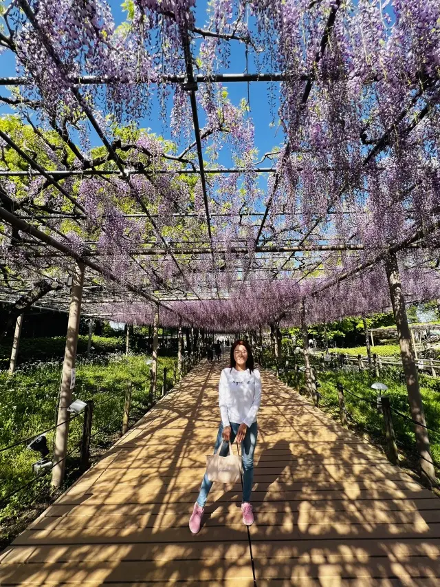 花言葉「あなたを歓迎します」の画像_2