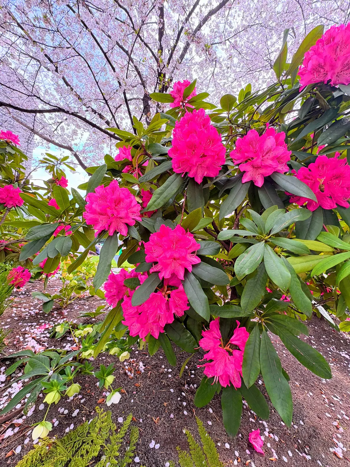 GUプチプラコーデで春ランチ@天王洲アイの画像_3