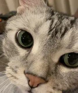 こちらを向くアラン