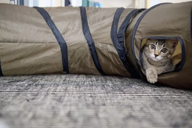 トンネルからかわいらしく登場