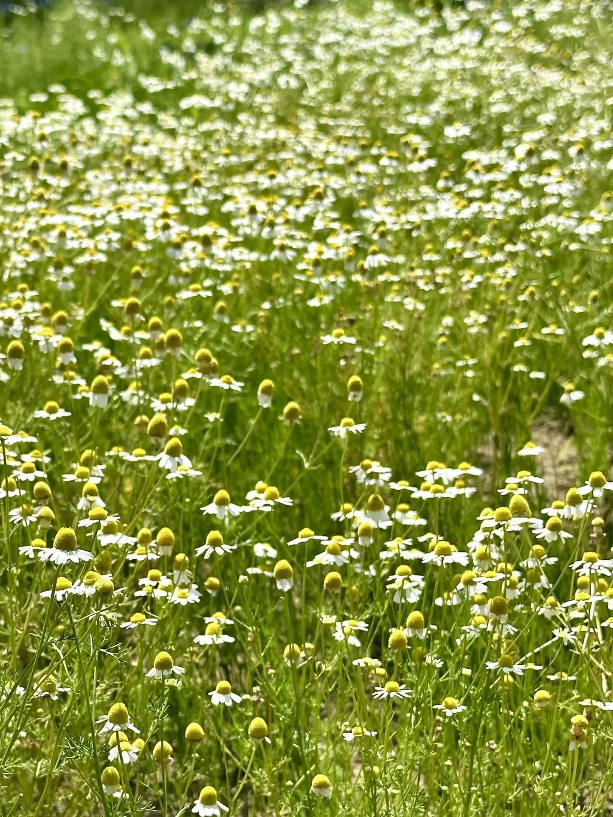 ハーブガーデンで過ごす癒しの時間♡千葉にの画像_18