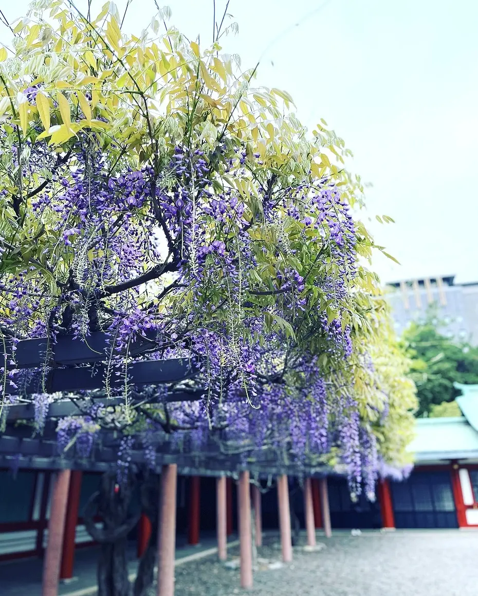 神社・だし巻き・あんみつの和巡りの画像_3