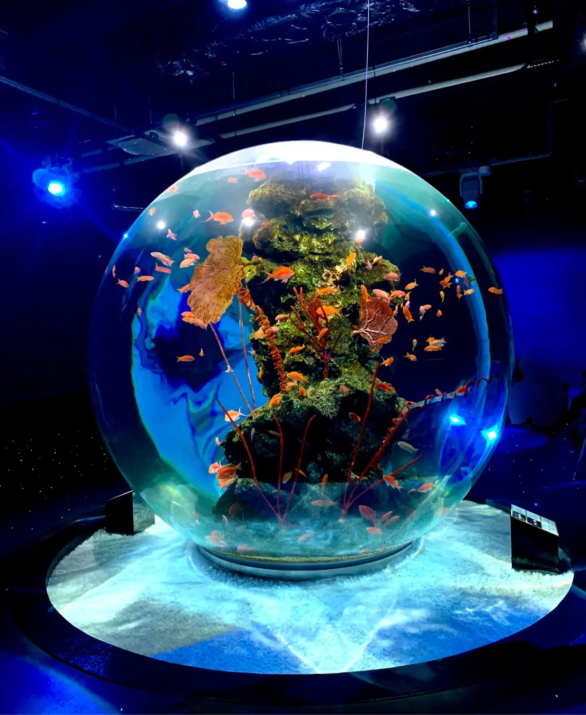 五感で楽しむ、新感覚の水族館【アトア】への画像_3