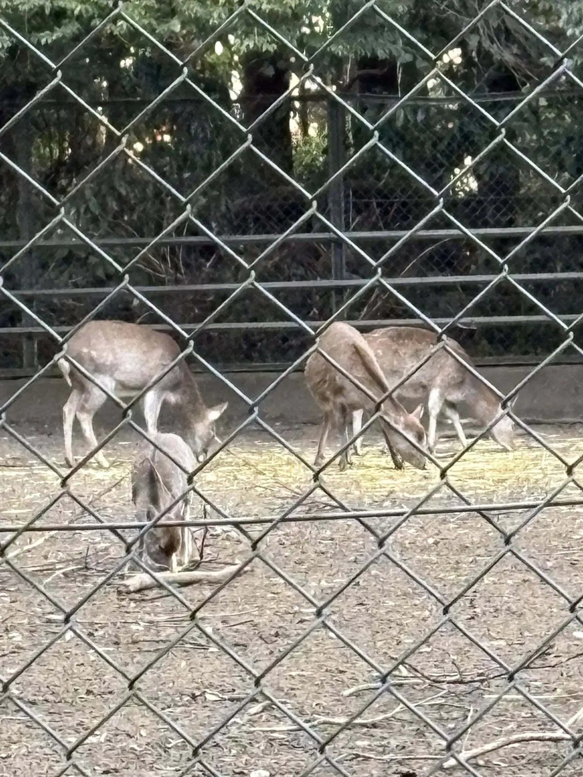 鹿園