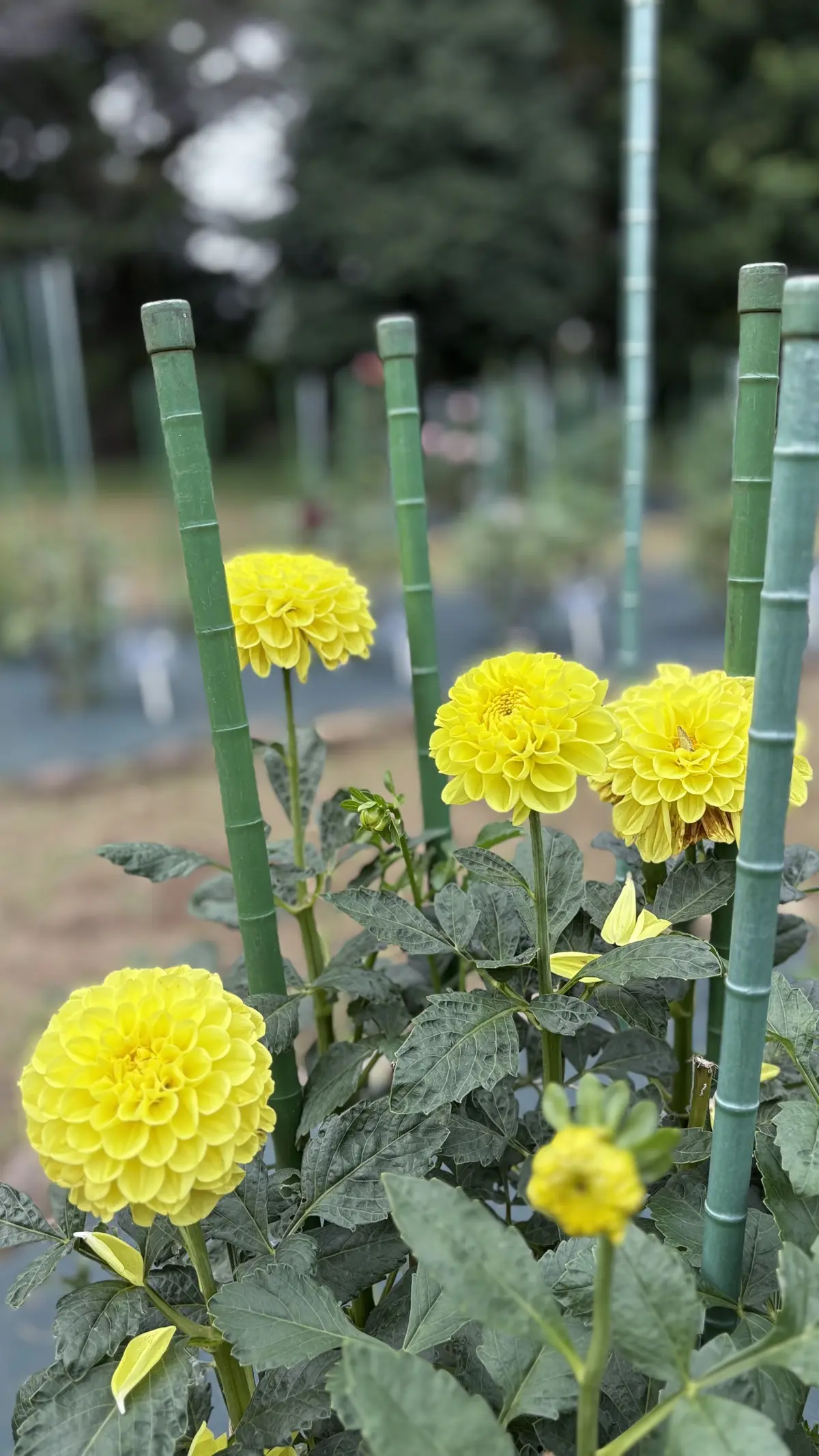 ダリア　神代植物公園　イエロー