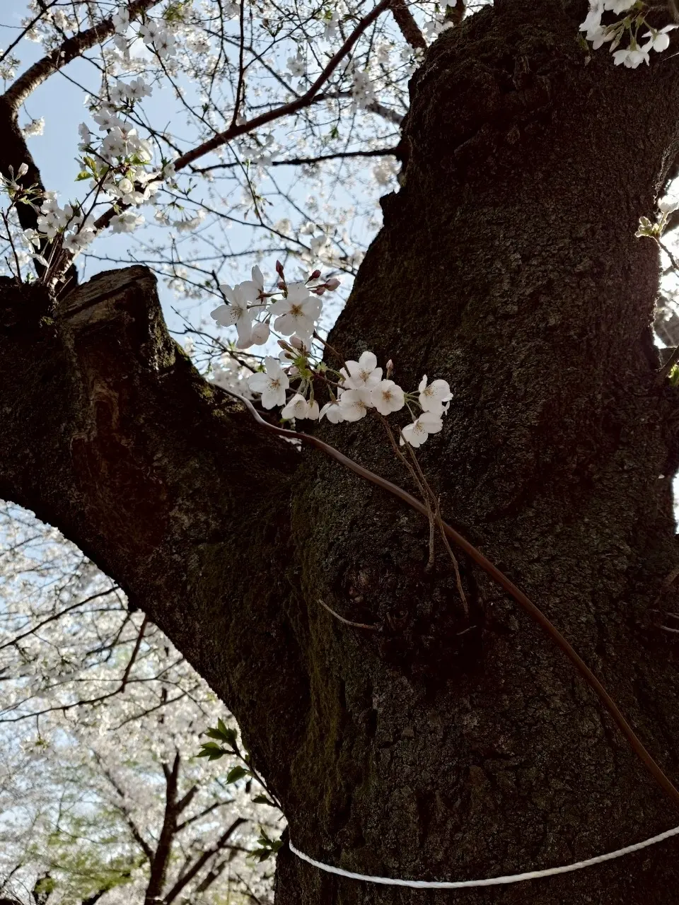 千代田のさくらまつり