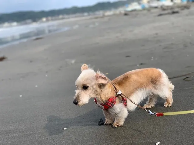 湘南　海　砂浜　愛犬　散歩　海暮らし