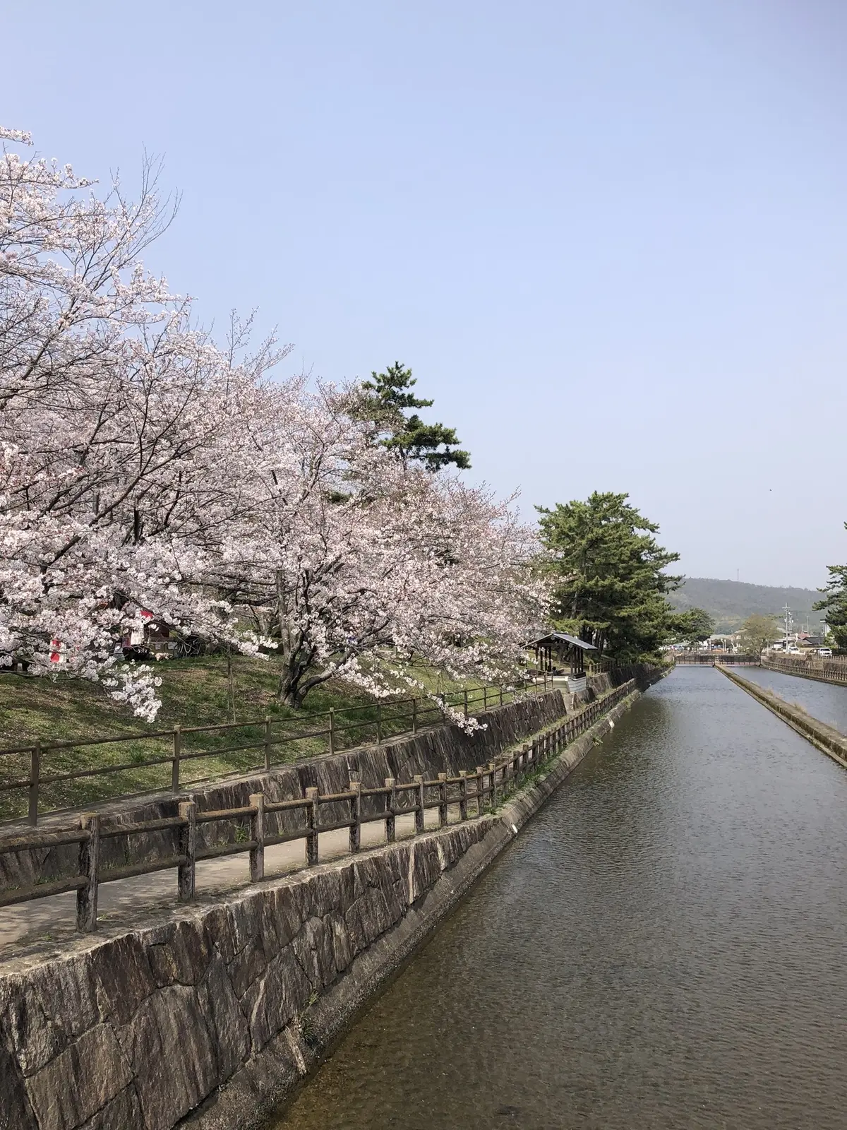 酒津公園用水路沿いの桜