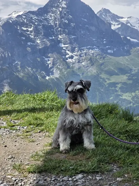 美しいスイスへの画像_4