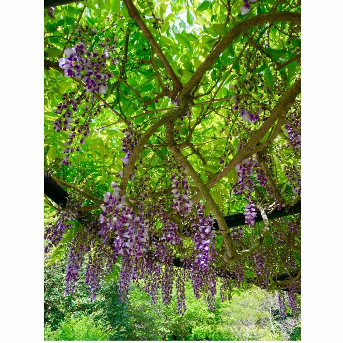 イングリッシュガーデンのフジ