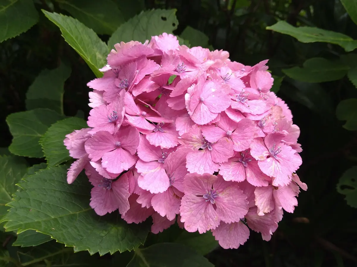 〈鎌倉〉紫陽花とランチとクリームソーダとの画像_9