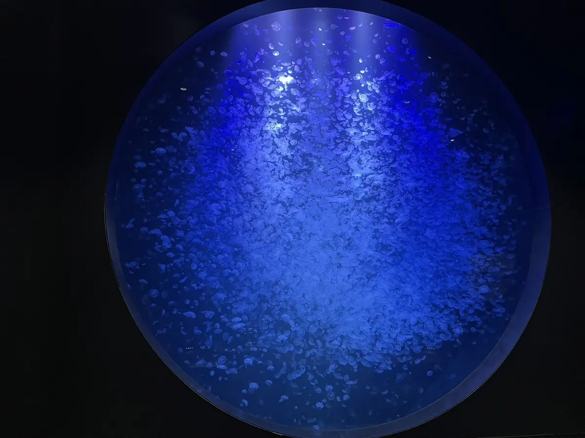 クラゲドリームシアター