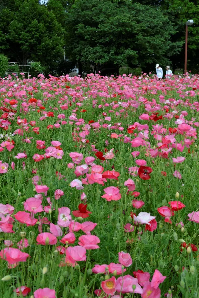 大宮花の丘農林公苑