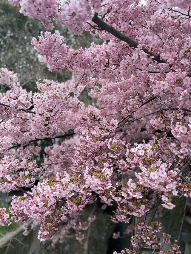 今年の春はデニムオンデニムの画像_6
