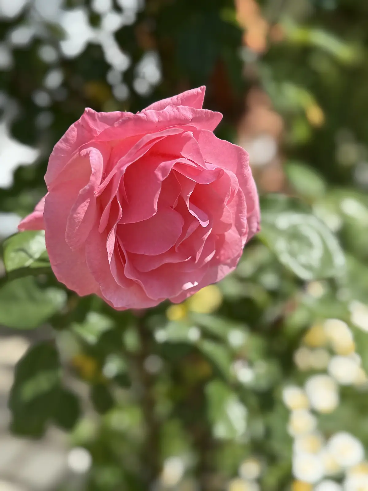 タッジーマッジーで癒しの時間の画像_2