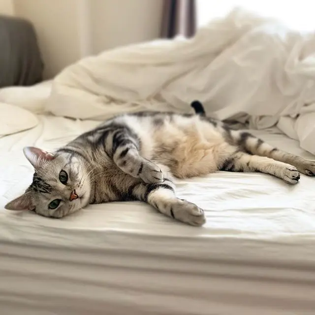 寝るのが仕事にゃのの画像_4