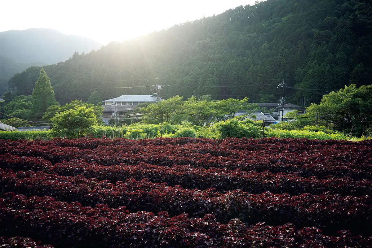 夏の大原は色鮮やかな赤紫蘇畑が広がっている