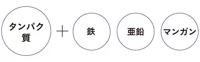 美髪を司る代表的必須栄養素