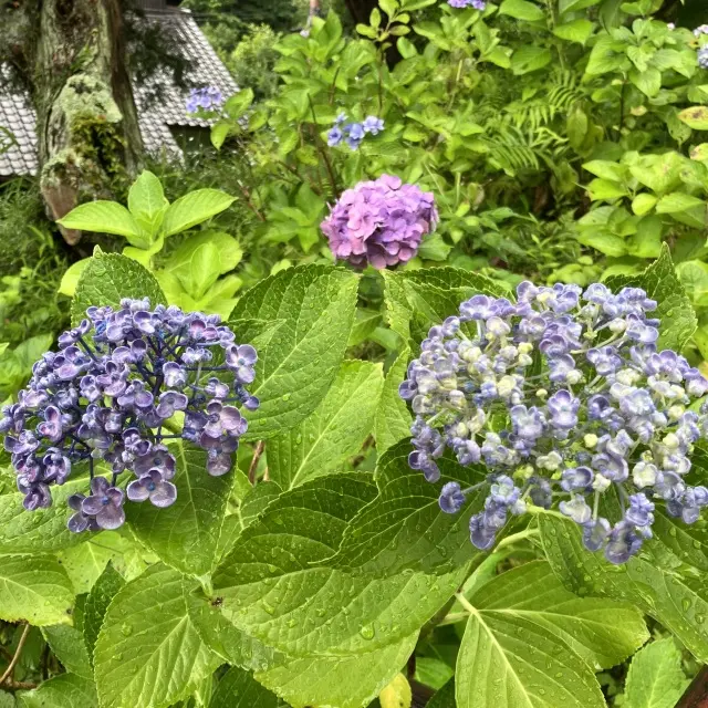 北鎌倉古民家で作る紫陽花の和菓子の画像_13