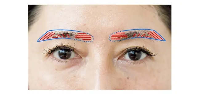 【宮原さんの眉設計図】