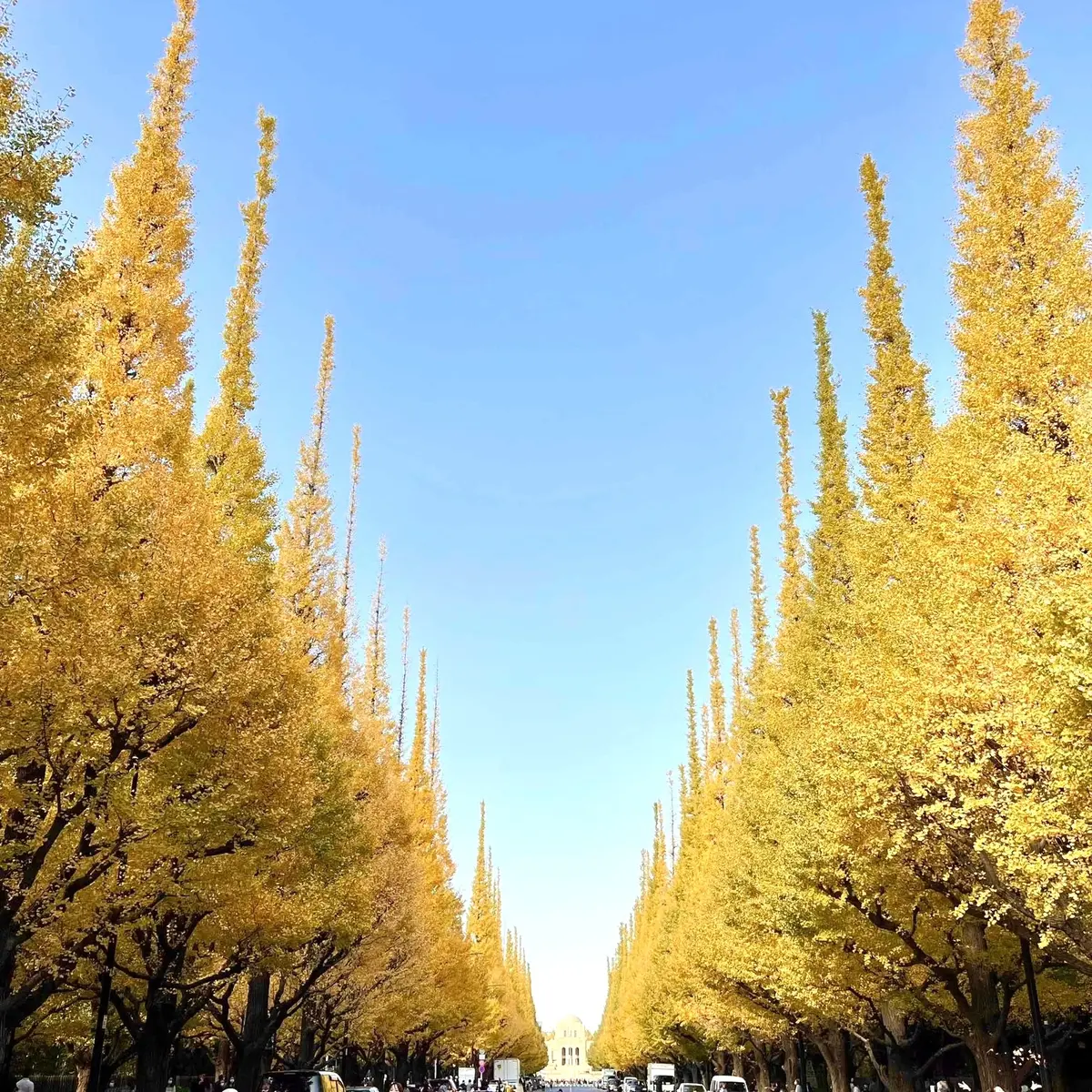 明治神宮外苑いちょう並木