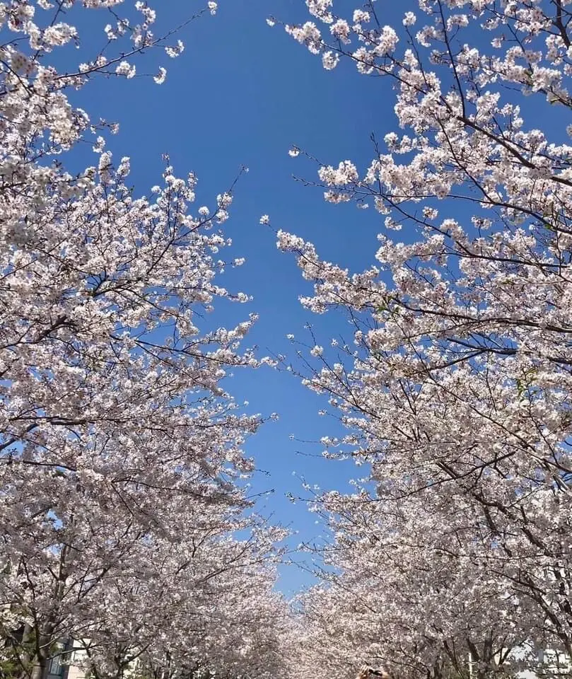 「鎌倉さんぽ」桜の季節とお気に入りの茶寮の画像_1